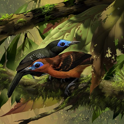 Bare-crowned Antbird painting