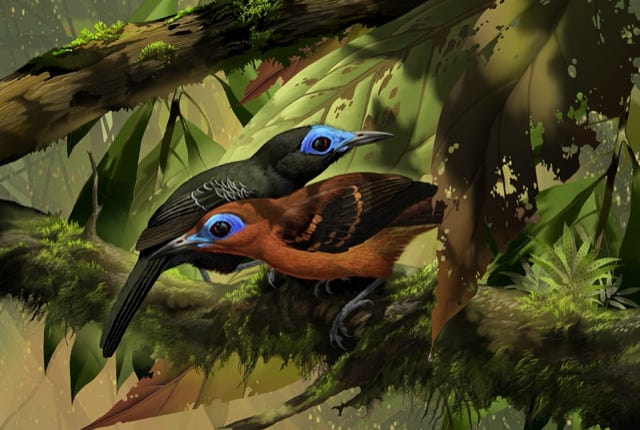 Bare-crowned Antbird