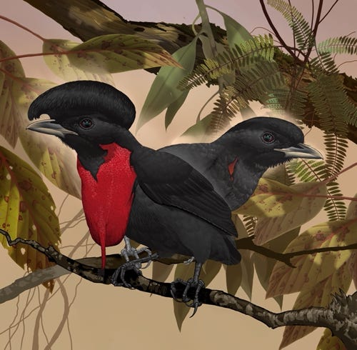 Bare-cNecked Umbrellabird painting