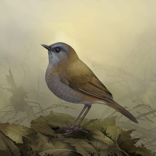 Black-billed Nightingale Thrush painting
