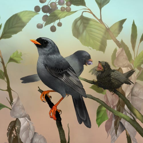 Black-faced Solitare painting