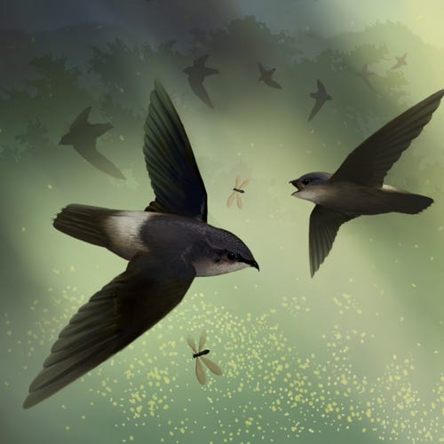 Costa Rican Swift painting