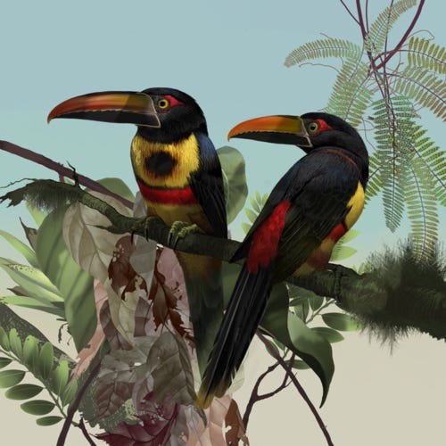 Fiery-billed Aracari painting