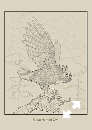 my grown up coloring book of birds coloring book