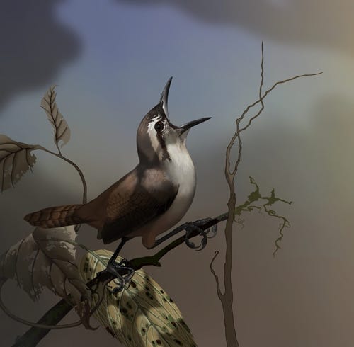 Isthmian Wren painting