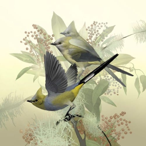 Long-tailed Silky Flycatcher painting