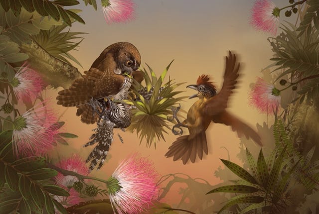 Owl attacked by Barred Antshrike