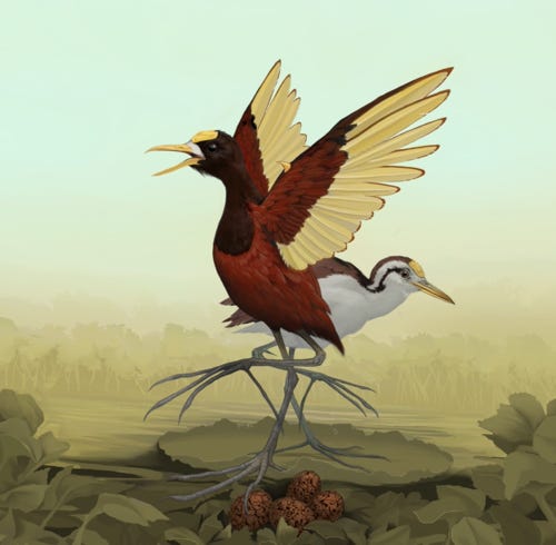 Northern Jacana painting