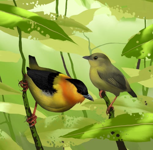 Orange-collared Manakin painting