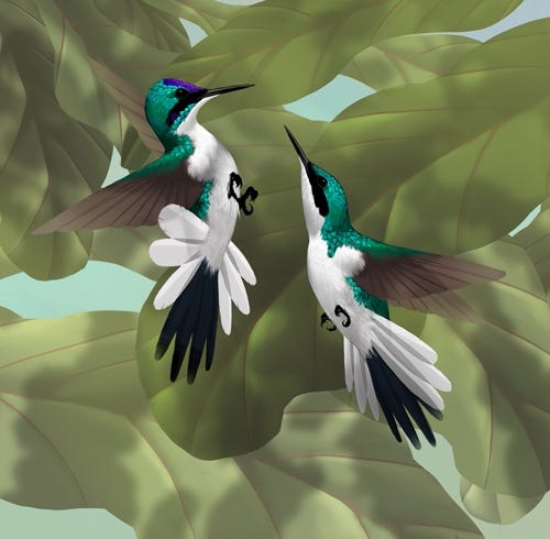 Purple-crowned Fairy painting