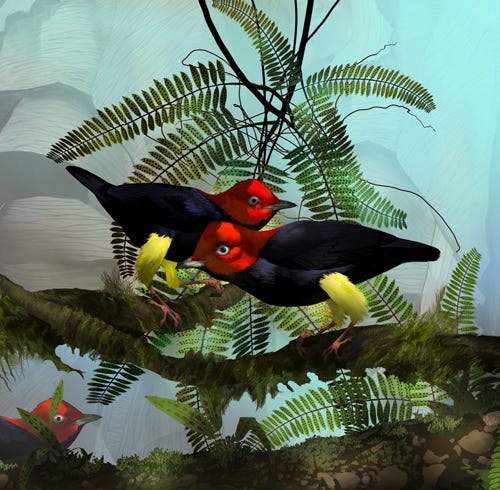 Red-capped Manakin painting