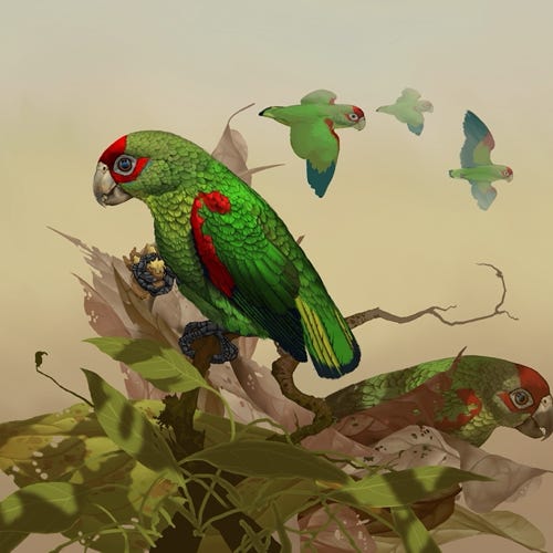 Red-fronted Parrotlet painting