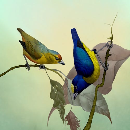 Spot-crowned Euphonia painting
