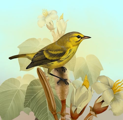 Vitline Warbler painting