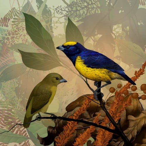 Yellow-crowned Euphonia