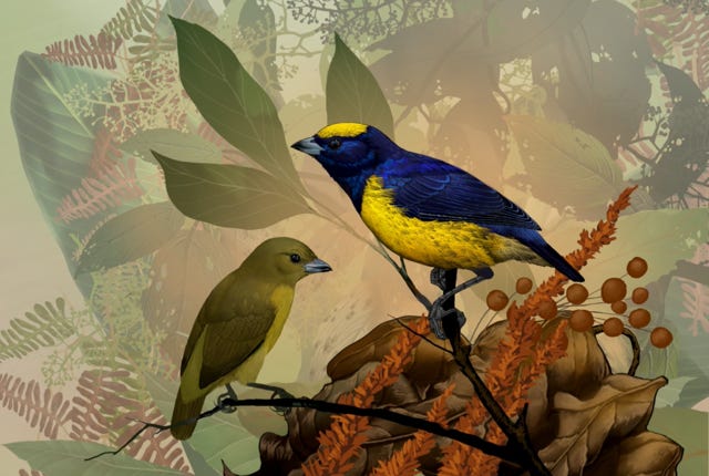 Yellow-crowned Euphonia