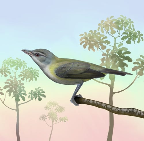 Yellow-green Vireo painting